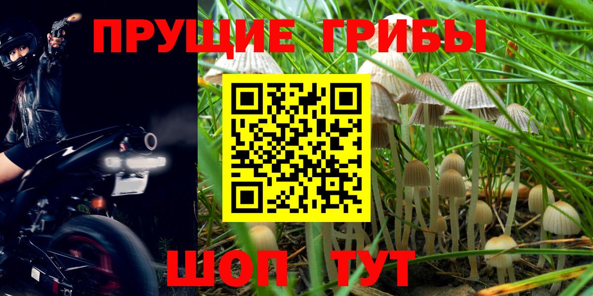 Псилоцибиновые грибы прущие грибы Буйнакск